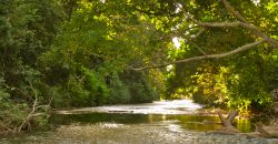 Rio Rosario Nature Estate