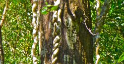 Nature-Peace-Privacy