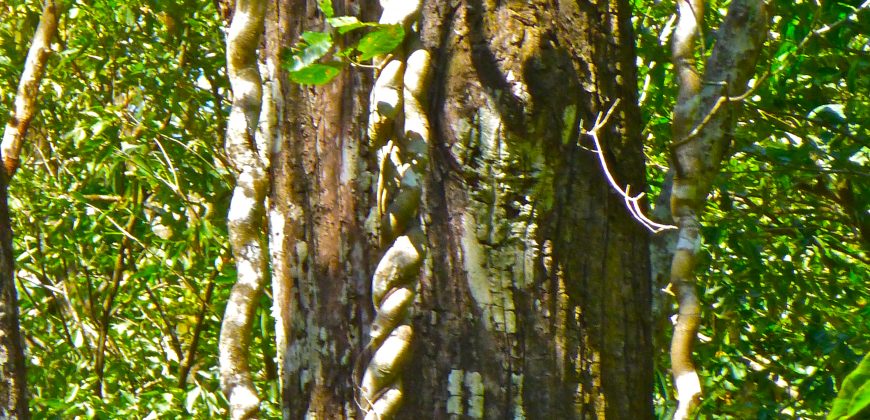 Nature-Peace-Privacy